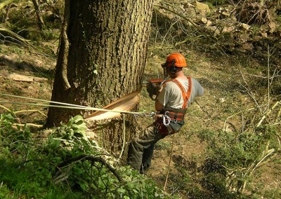 Winch and Chainsaw Forestry work