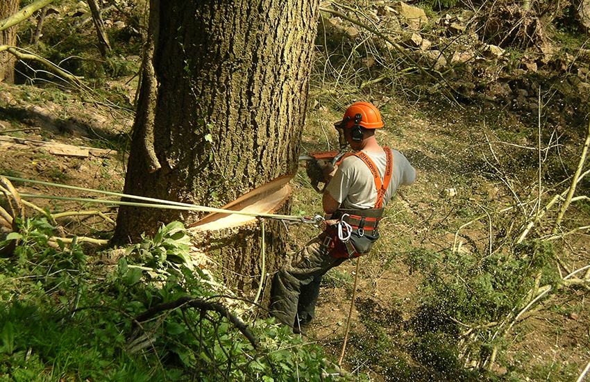 Chainsaw & Winch Work