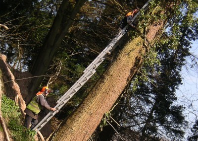 Winch and Chainsaw Work