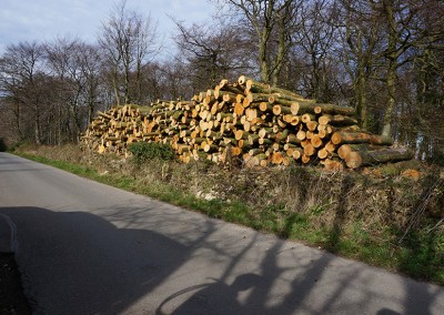 Amenity work in woodland